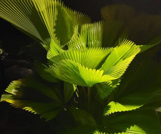 The Practice of Pura Vida