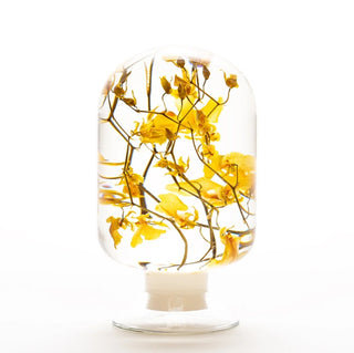 Pieces Of Time - Oncidium