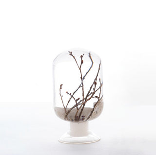 Pieces Of Time - Coral Zelkova